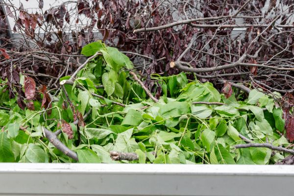 Cost of Brush Hauling in Walnut Creek