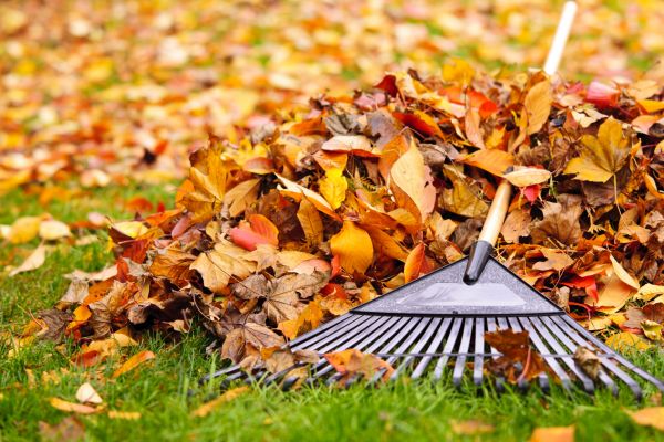 Cost of Leaves Removal in Walnut Creek