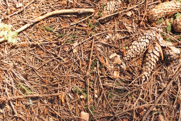 Cost of Pine Needles Removal in Walnut Creek