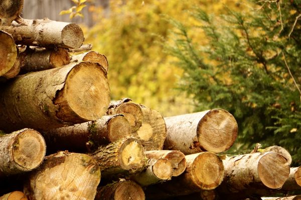Cost of Wood Pile Removal in Walnut Creek