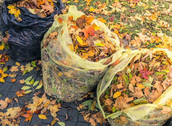 Cost of Yard Cleanup Service in Walnut Creek