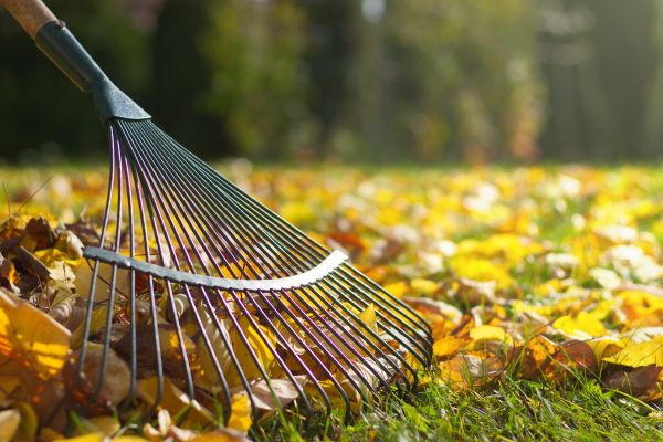 Cost of Leaf Raking Service in Walnut Creek