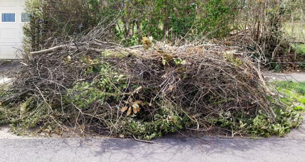 Cost of Tree Limb Cleanup in Walnut Creek