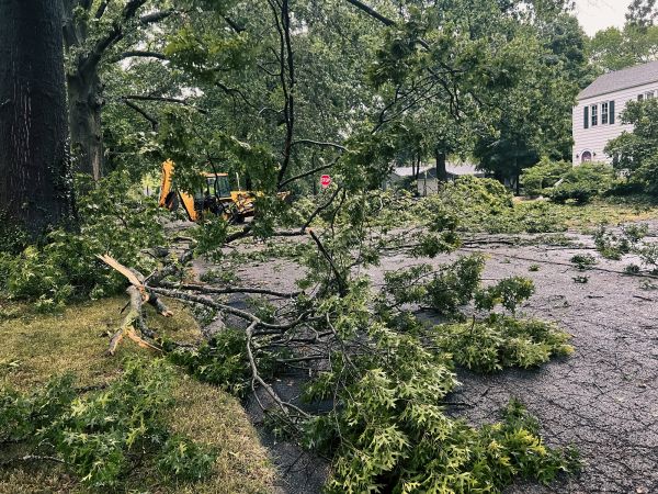 Cost of Tree Branch Disposal in Walnut Creek
