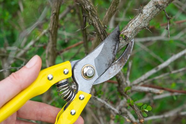 Cost of Limbs Removal in Walnut Creek