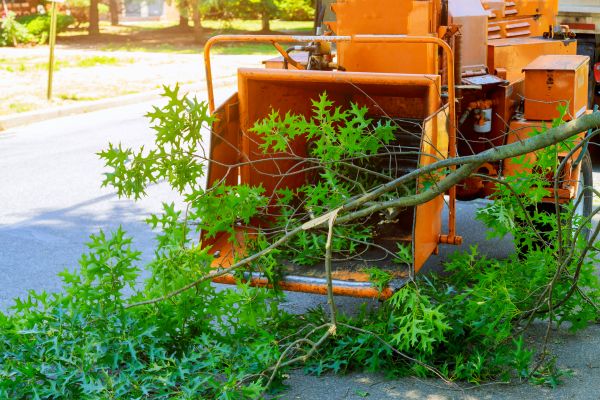 Cost of Tree Branches Removal in Walnut Creek