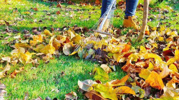 Cost of Lawn Cleanup Service in Walnut Creek